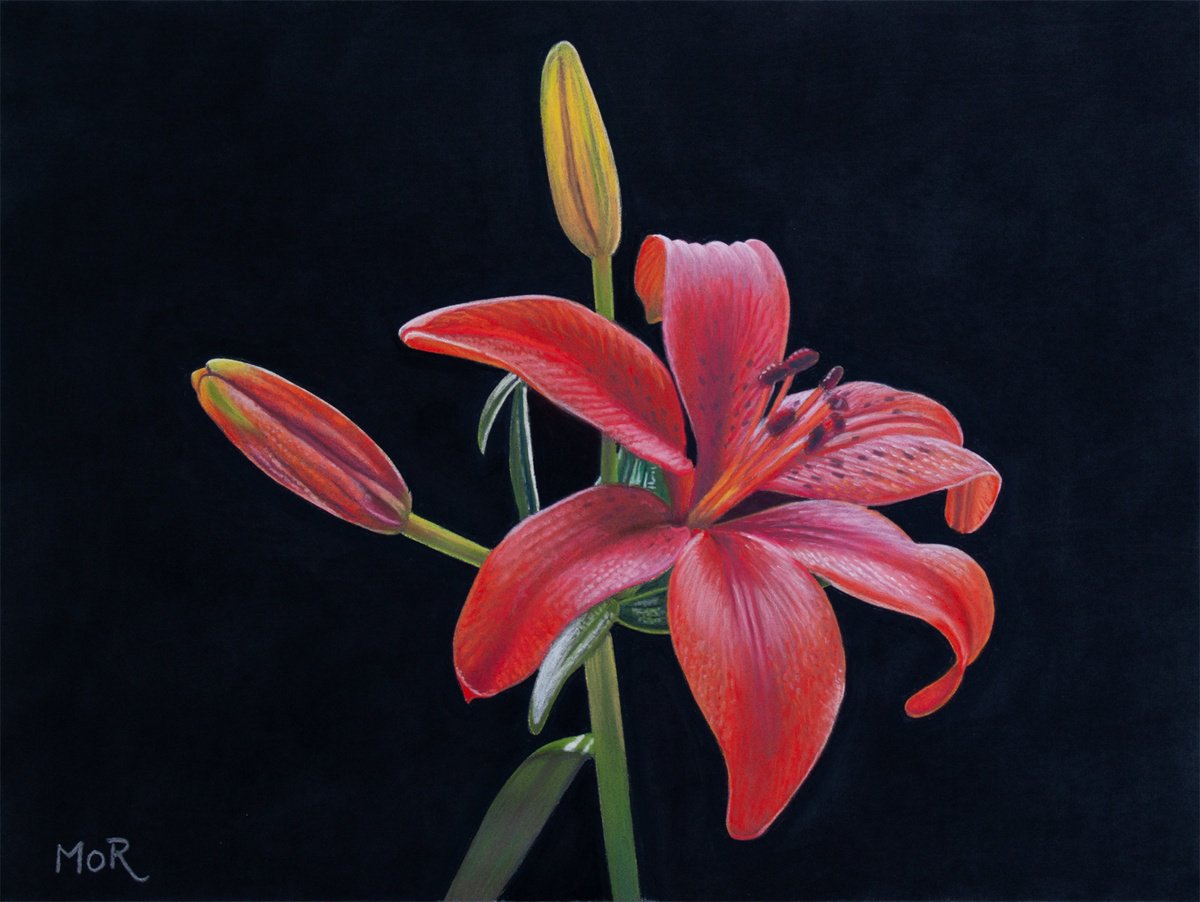 Red Lilly by Dietrich Moravec