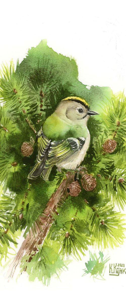 Goldcrest on a pine branch by Karolina Kijak