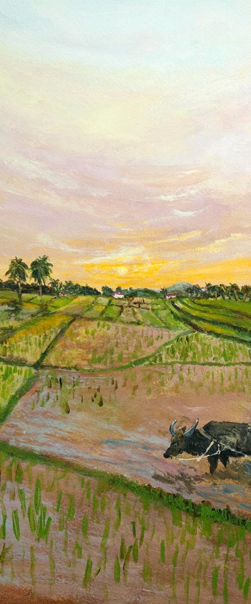 Ploughing Rice Paddies by Andrew Cottrell