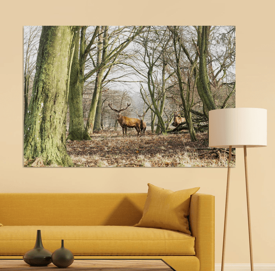 THE STAGS