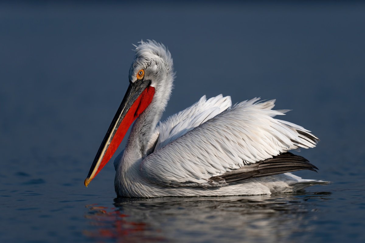Photorealistic Animal Photograph By Nick Dale, 53 X 38", Red, White And Blue, Original Artwork