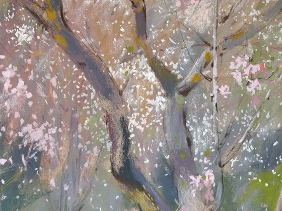 Under the almond blossoms