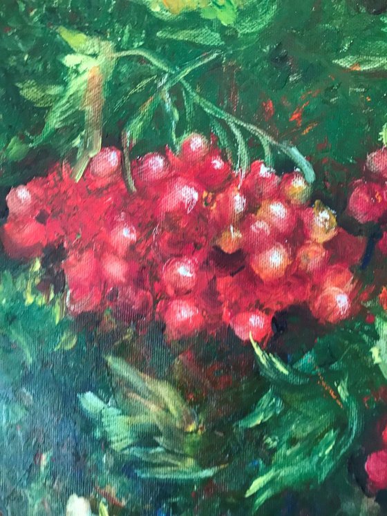 Red Viburnum