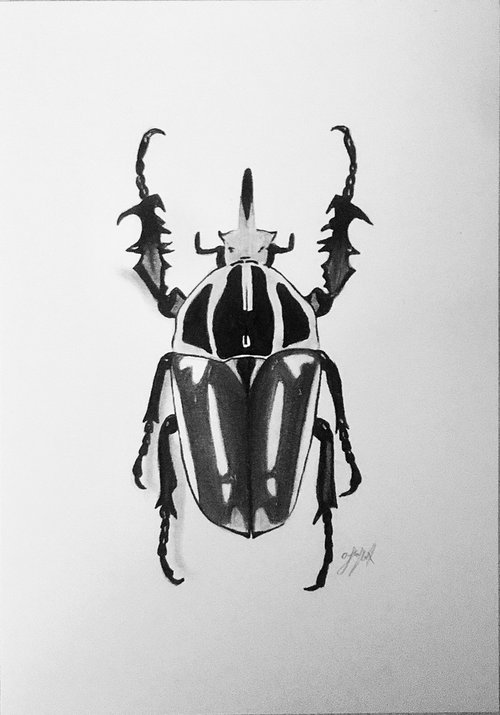 Goliathus orientalis beetle by Amelia Taylor