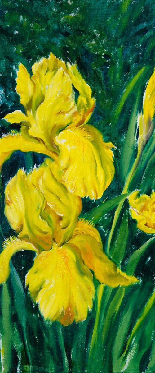 Yellow Irises by Daria Galinski