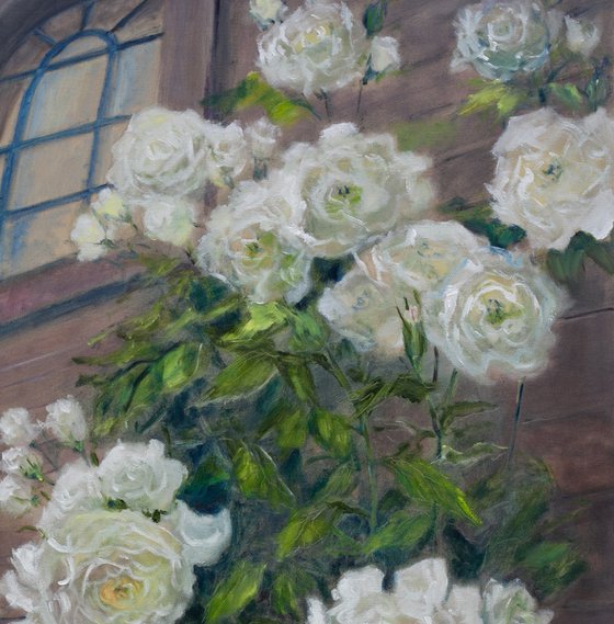 White Night Roses