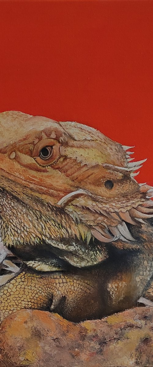 Iguana by TOMAS CASTAÑO