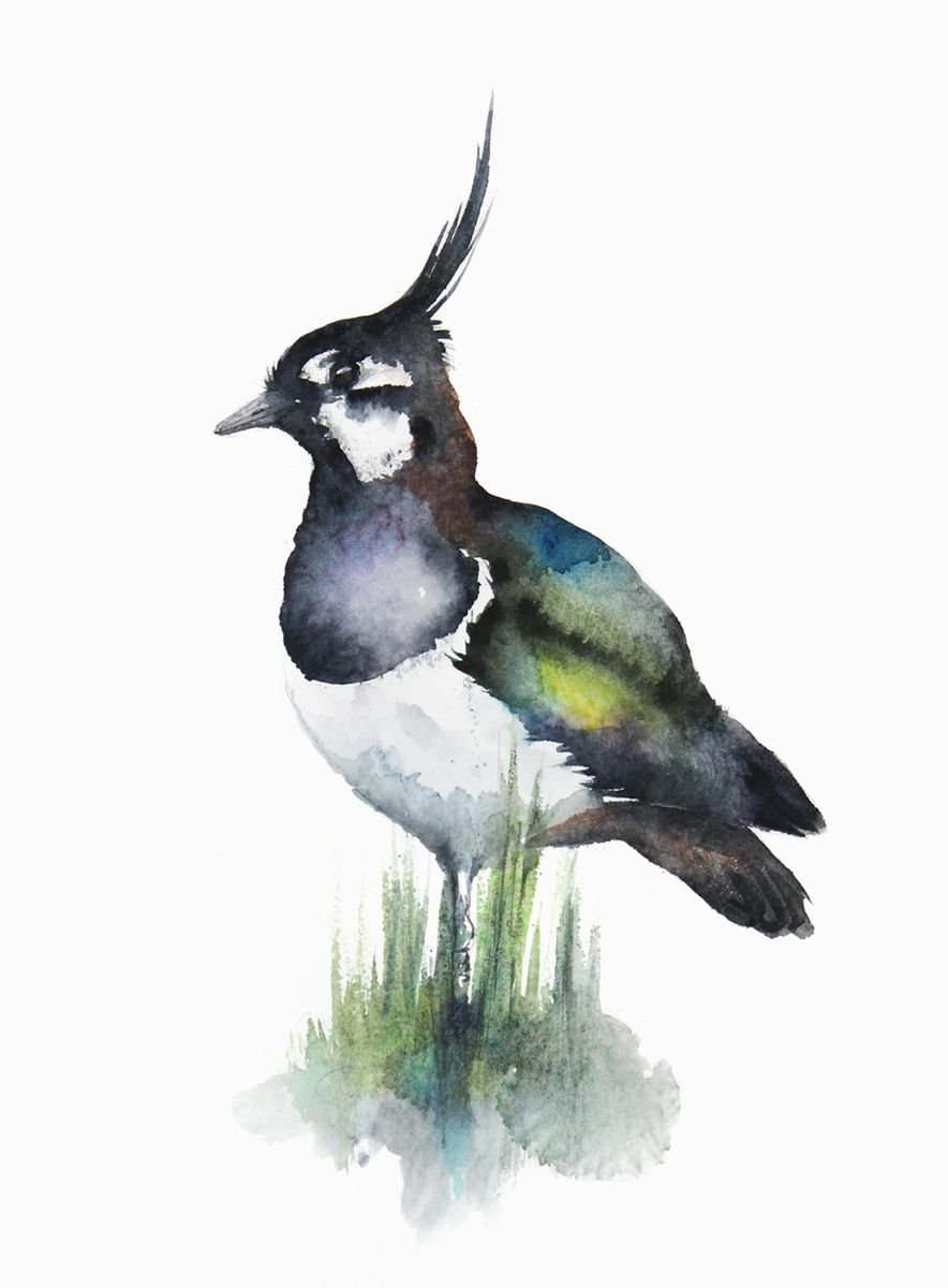 Common Kestrel, wildlife, birds watercolours by Karolina Kijak