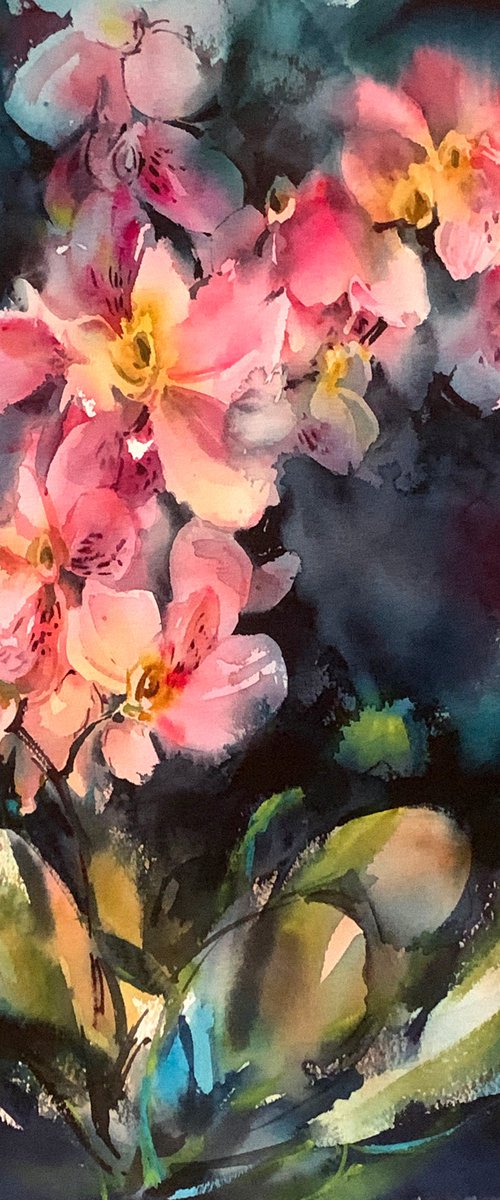 Orchids by Sophie Rodionov