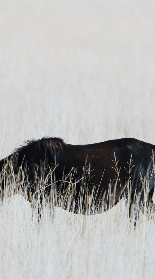 The Wild’s Contours by YIBO WANG