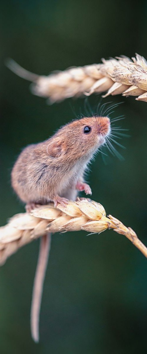 Harvest Mouse by Paul Nash