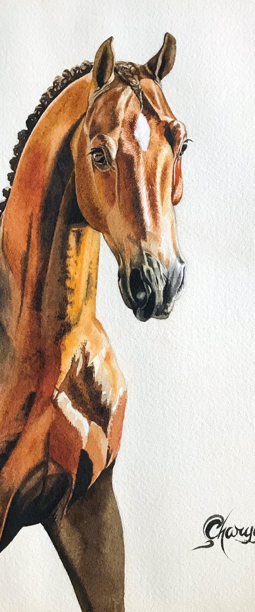 Arabian horse portrait by Kakajan Charyyev