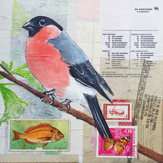 Bullfinch - Ornithology #9