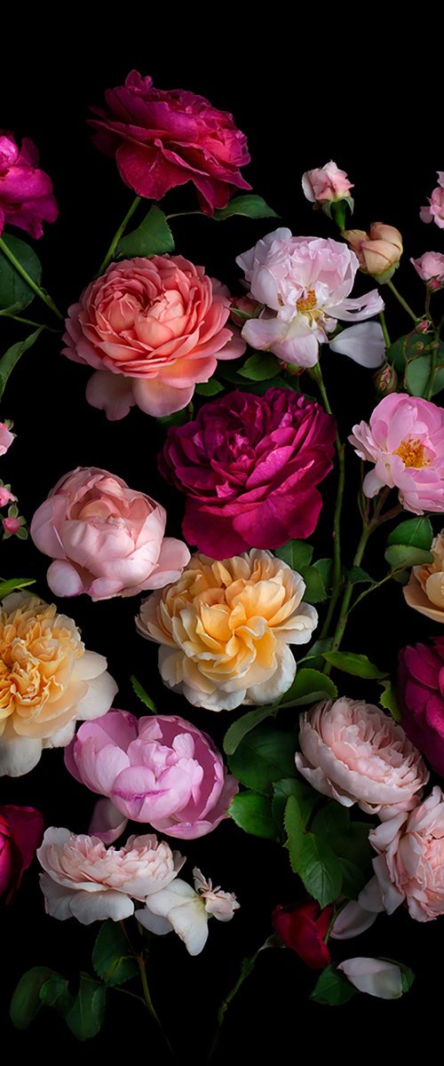 Rose Garden by Dianna Jazwinski