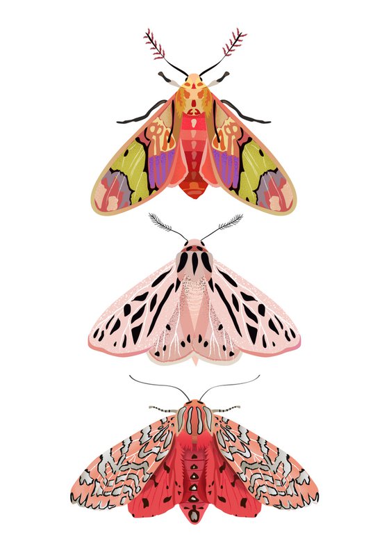 Colorful Moths