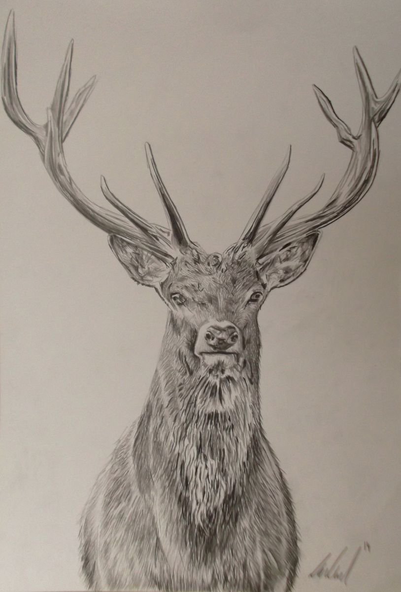12 Pointed Deer by Kate Evans