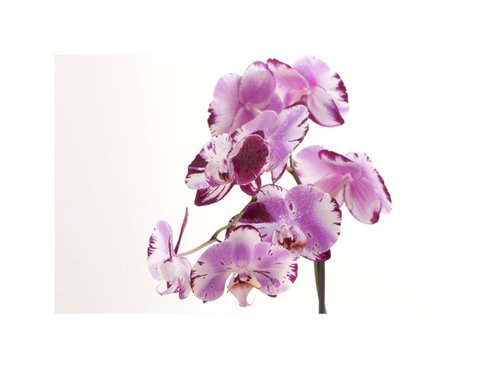 Purple Orchid by Judith Nicklin