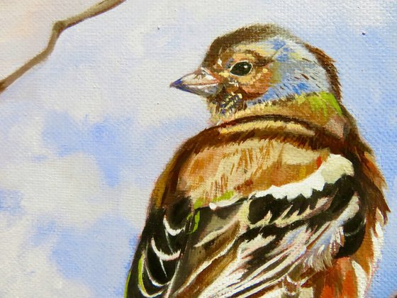 Eurasian chaffinch