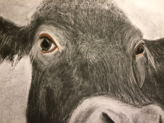 Black Cow Portrait