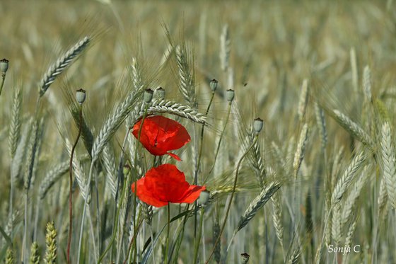 Poppies in the rye