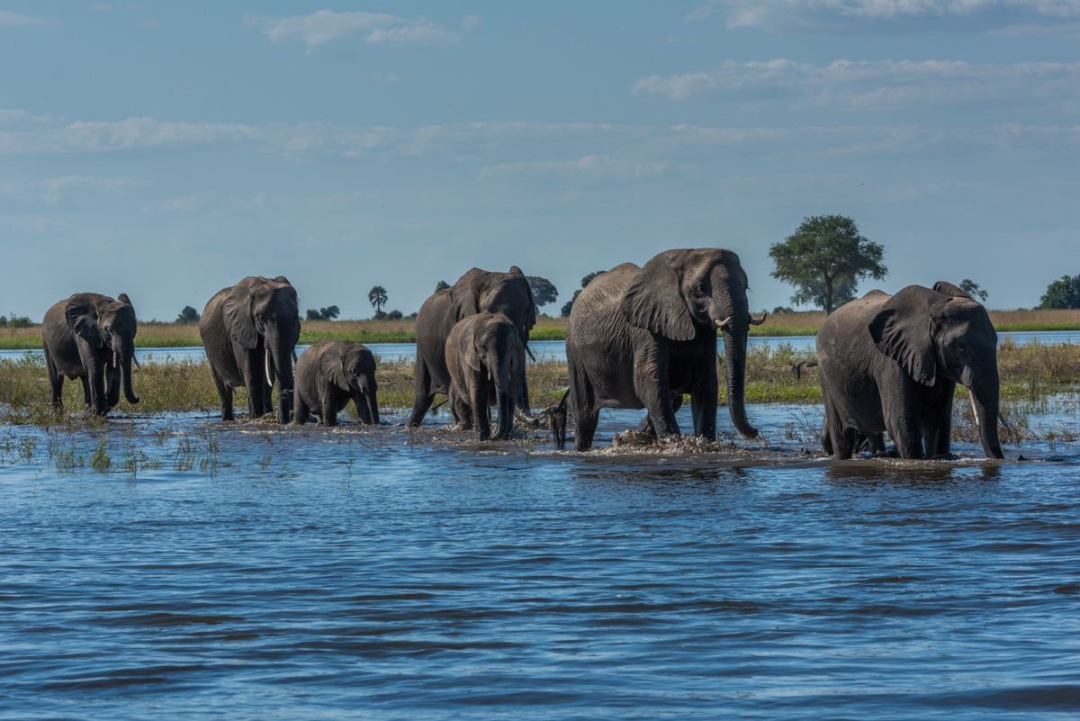 Photorealistic Animal Photograph By Nick Dale, 18 X 13", Chobe Or Not Chobe, Original Artwork