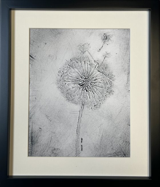 Black & white dandelions