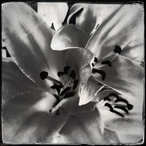 Lillies 14th June 2018 (Limited Edition)