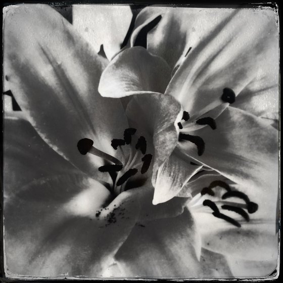 Lillies, 14th June 2018