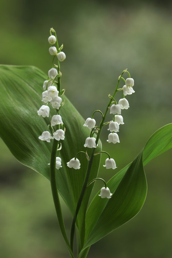 Two lilies of the valley