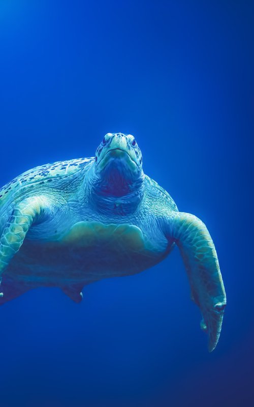 Green Sea Turtle by Paul Nash