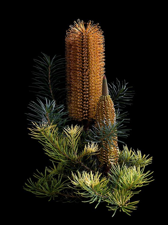 Banksia Ericifolia x Spinulosa