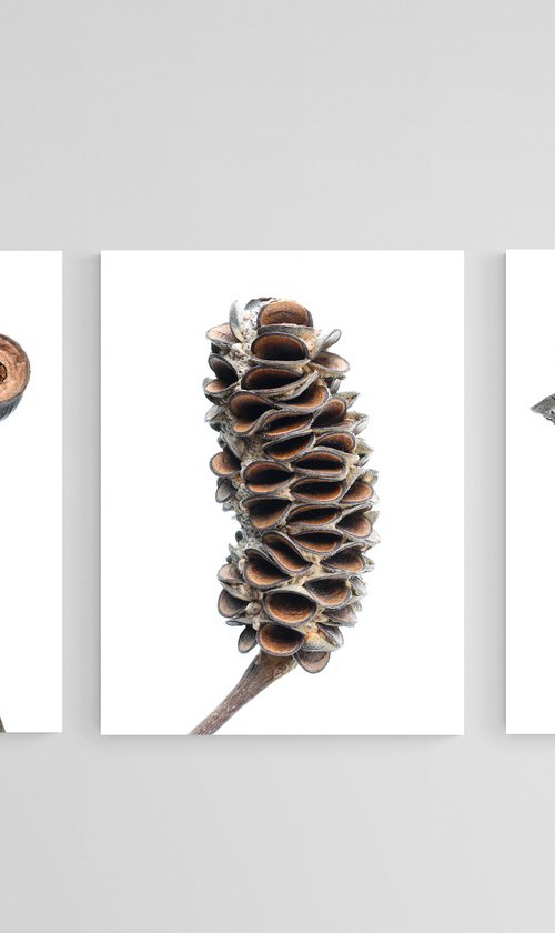 Seed Pod Triptych by Nadia Culph
