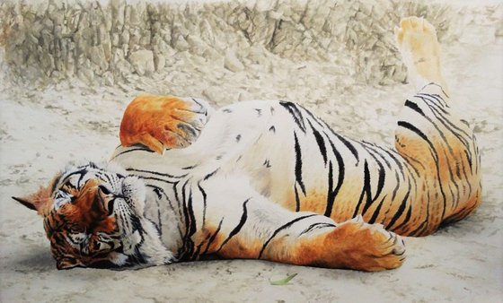 Tigers Siesta
