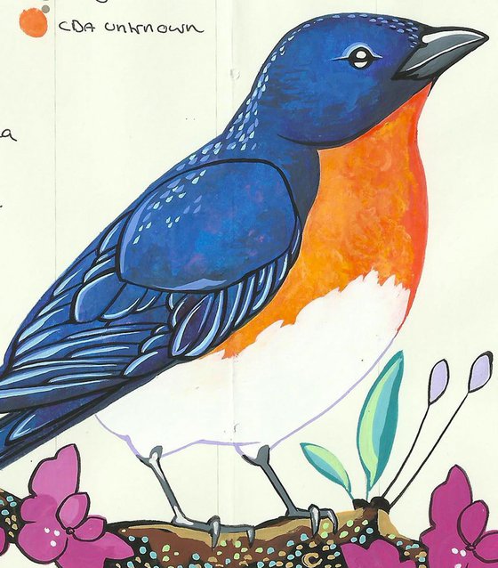 Birds of North America: Bluebird