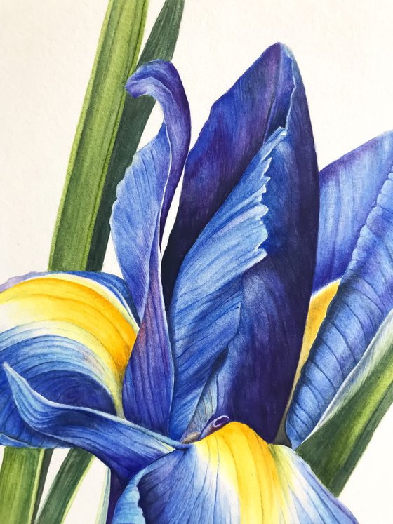 Blue Iris