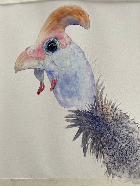 Portrait of Guinea fowl bird