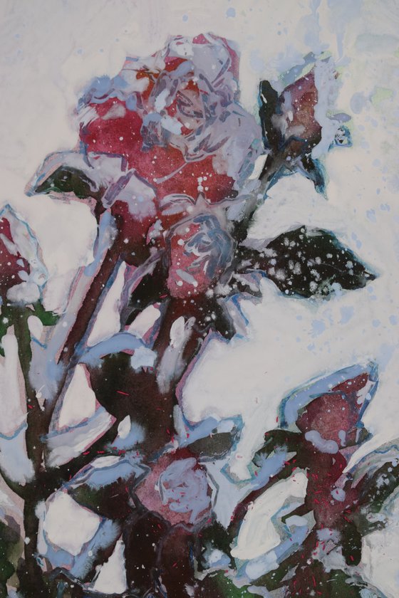 Roses in the snow