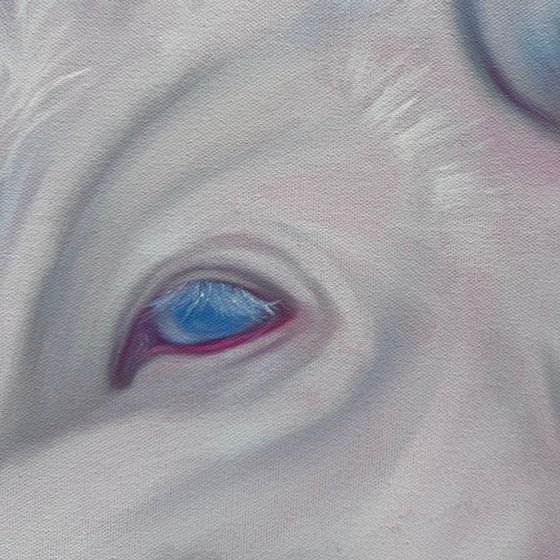 White cow