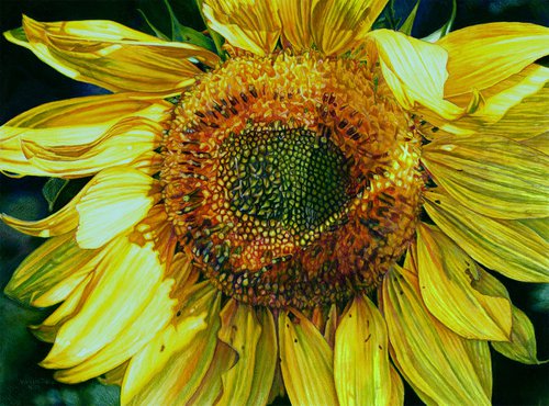 Original Sunflower Painting, Sunbeam on a Sunflower, Floral Wall Art by Melissa Tobia