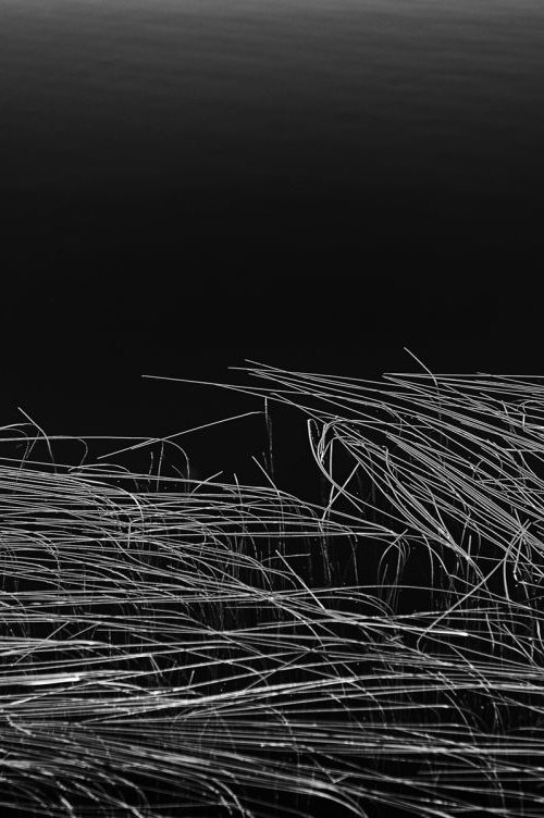 Reed Bed - Loch Suardal Isle of Skye by Stephen Hodgetts Photography