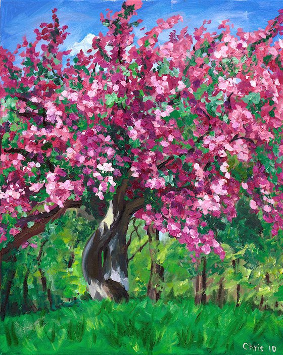 Magenta Crabapple