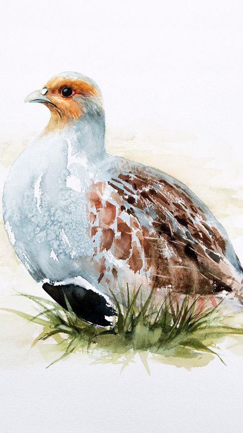 Grey Partridge (Perdix perdix) by Andrzej Rabiega