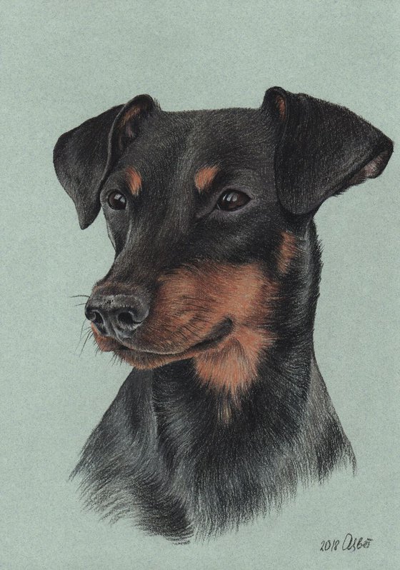 Pastel portrait of german pinscher