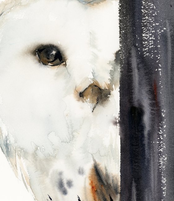 The Look - White Barn Owl