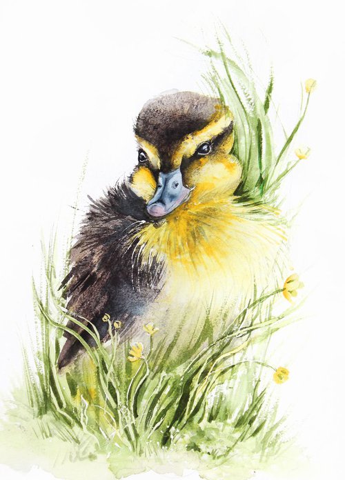 little mallard duck, wildlife, birds watercolours by Karolina Kijak