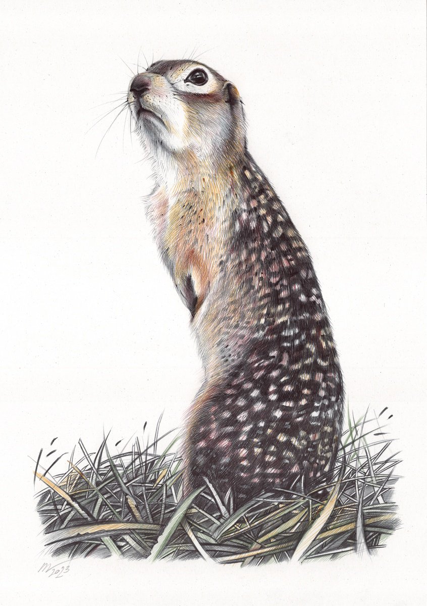 Photorealistic Animal Drawing By Daria Maier, 9 X 13, Speckled Ground Squirrel, Original Artwork