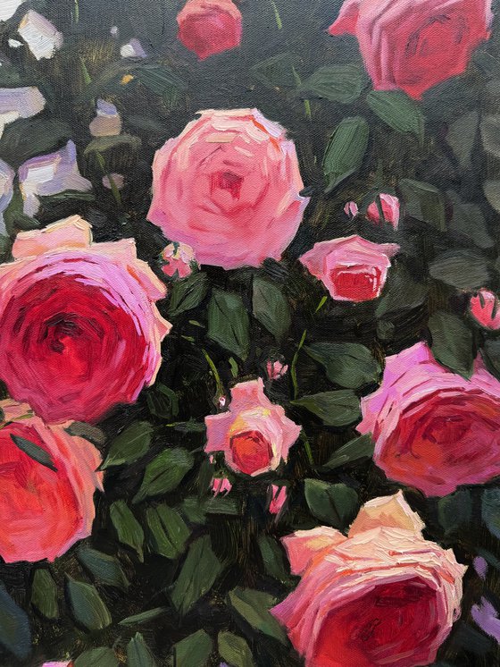 Pink Roses