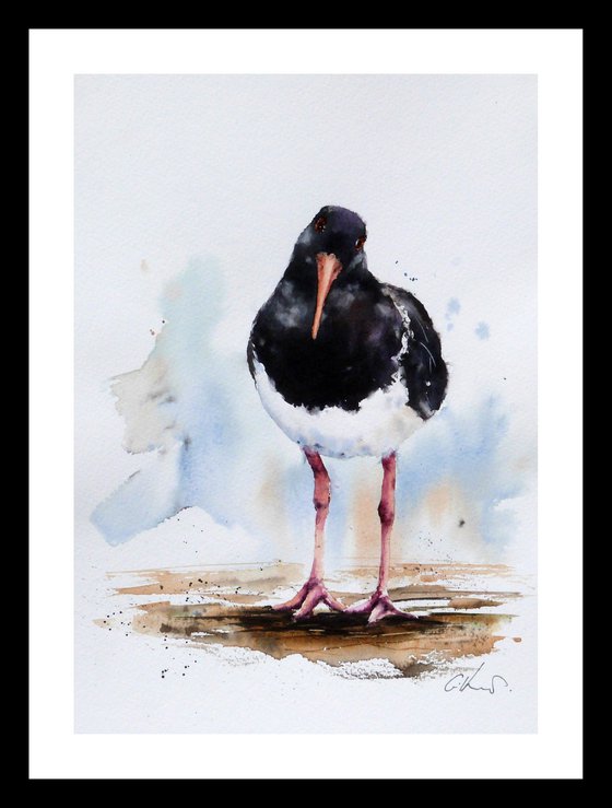 An Oystercatcher, original watercolour painting.