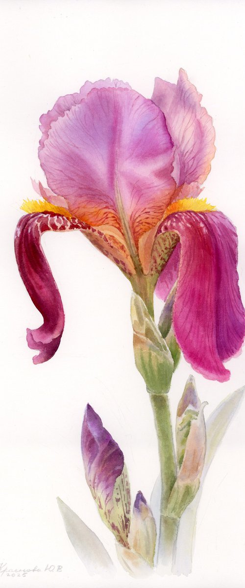 Burgundy Iris by Yulia Krasnov
