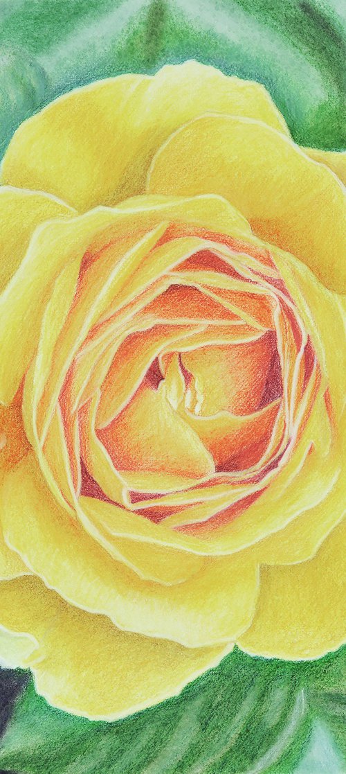 Sunlit Petals by Paramjeet Kaur